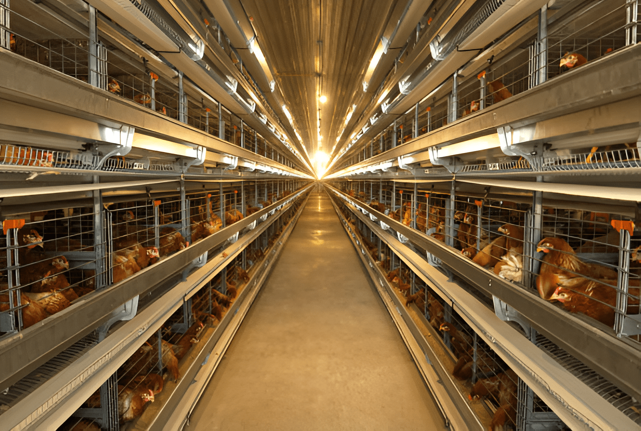 Smart Farm Chicken Poultry Egg